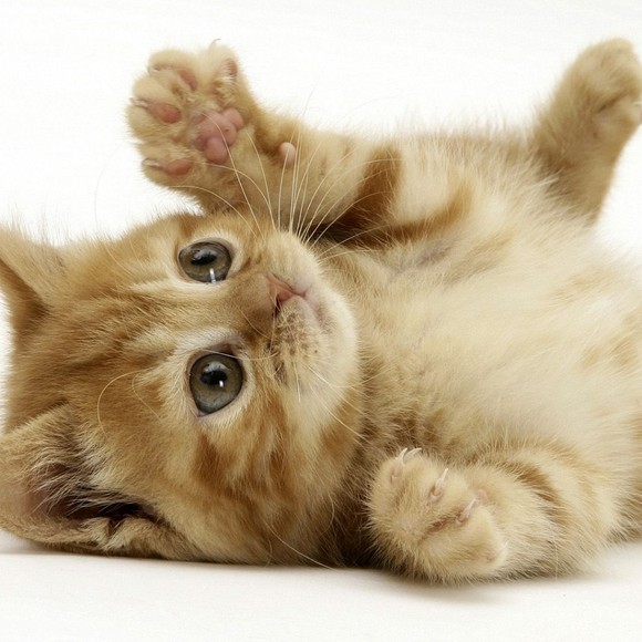 Meet your Posher, Joseph - Picture 1 of 1